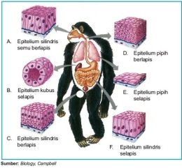 Jaringan-Epitelium-menyusun-organ-tubuh-hewan